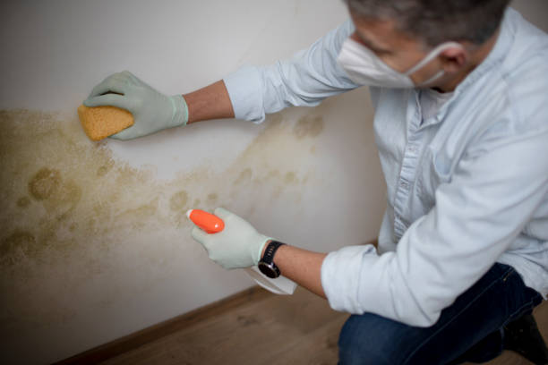 Best Residential Mold Remediation in Jonesville, LA