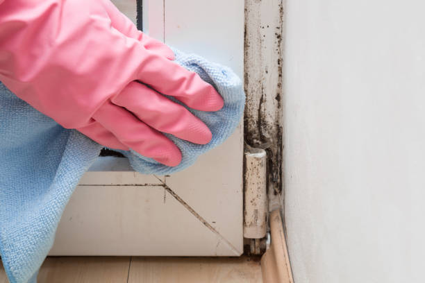 Best Industrial Mold Remediation in Jonesville, LA